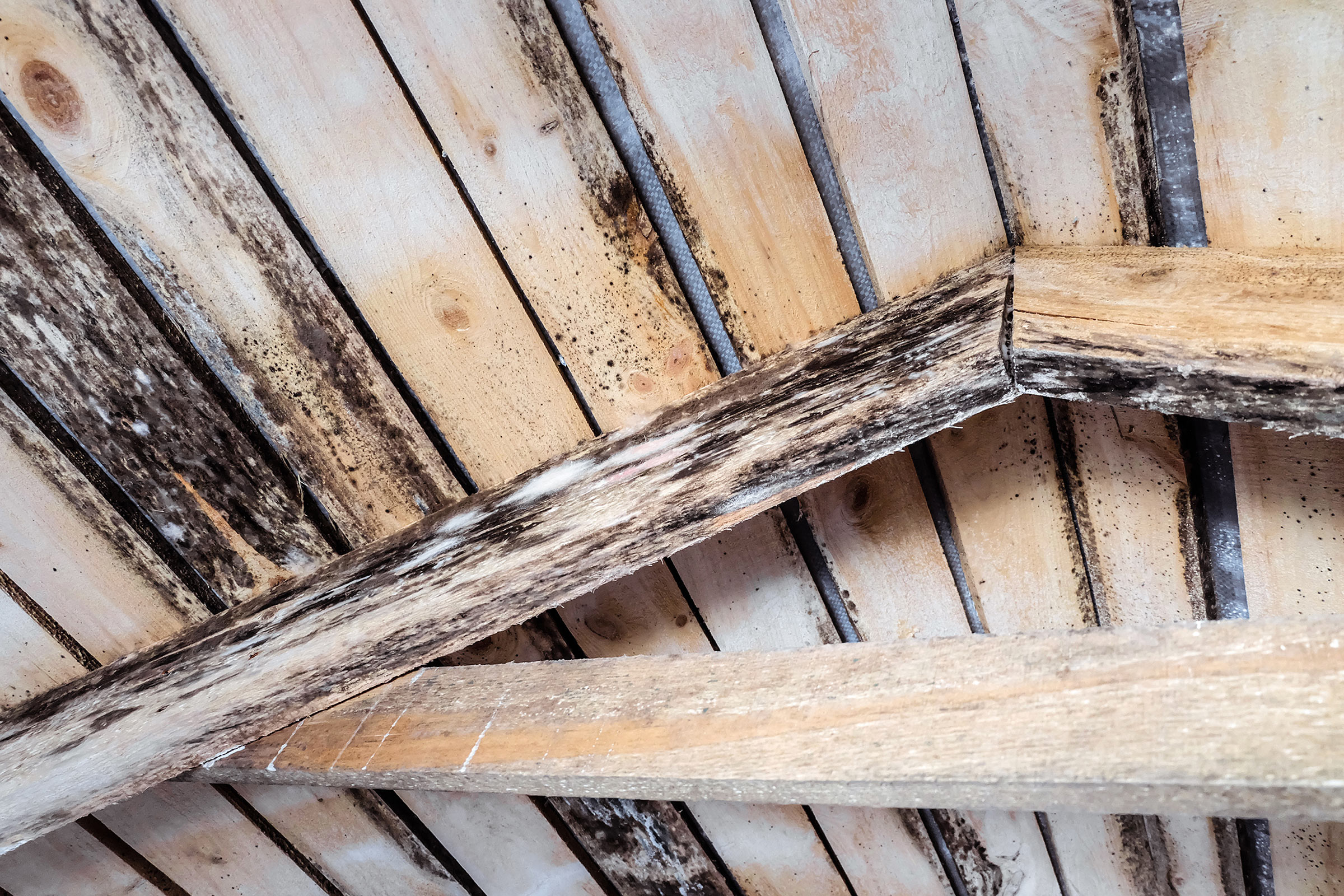 attic moisture problem mold wood beams